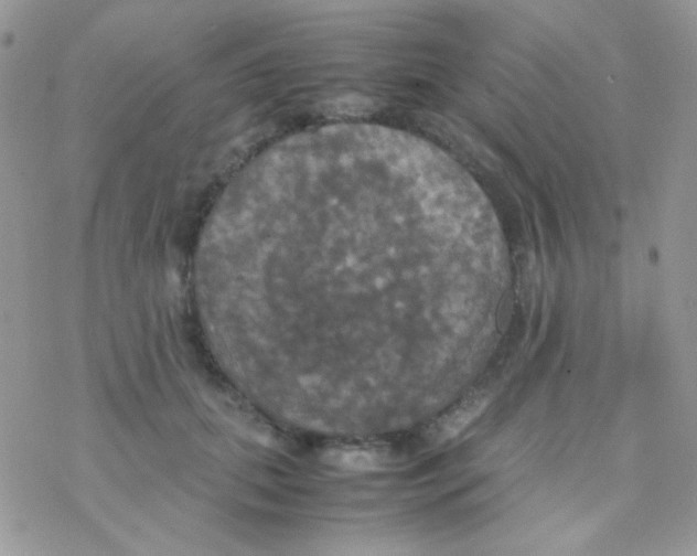 X0000077360655200611171924