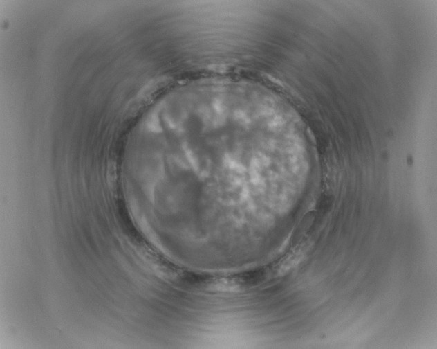 X0000077360656200611171924