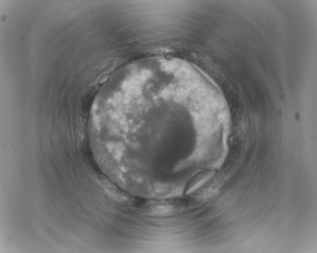 X0000077360658200611171924