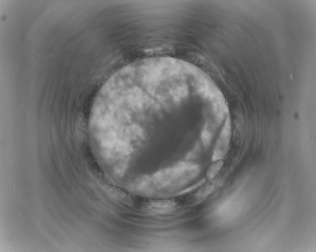 X0000077360659200611171924