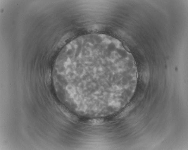 X0000077360660200611171924