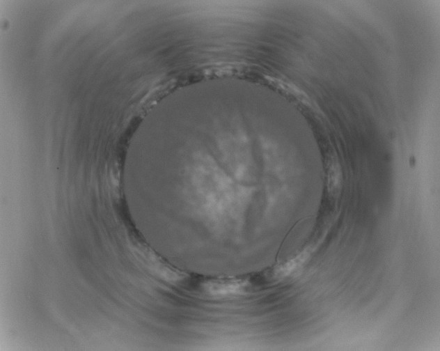 X0000077360661200611171924