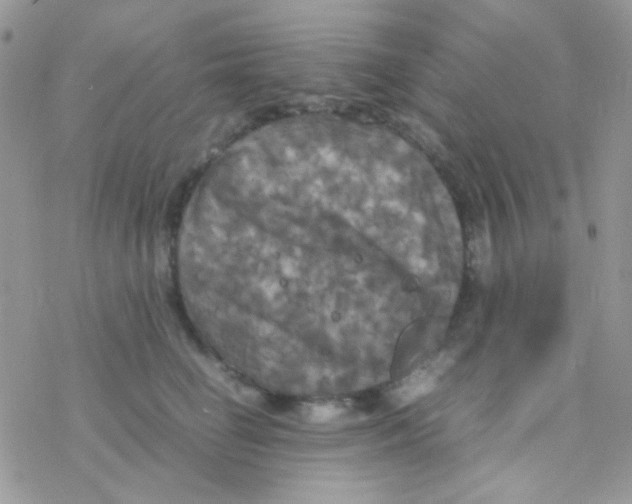 X0000077360662200611171924