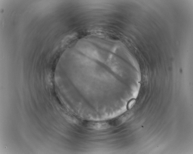 X0000077360663200611171924