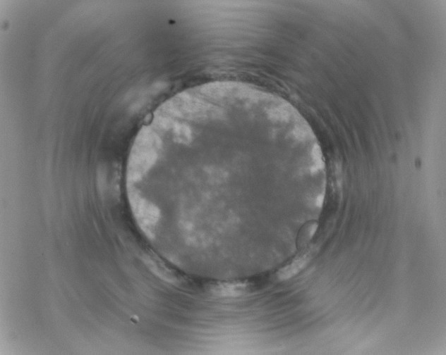 X0000077360664200611171924