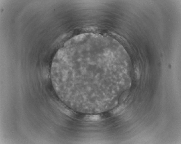 X0000077360665200611171924