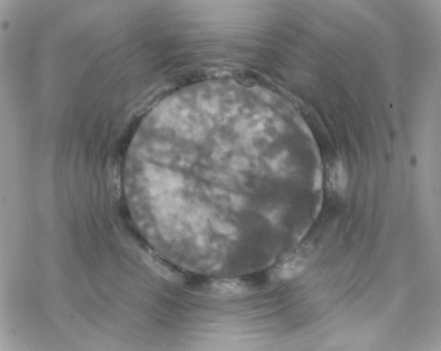 X0000077360666200611171924