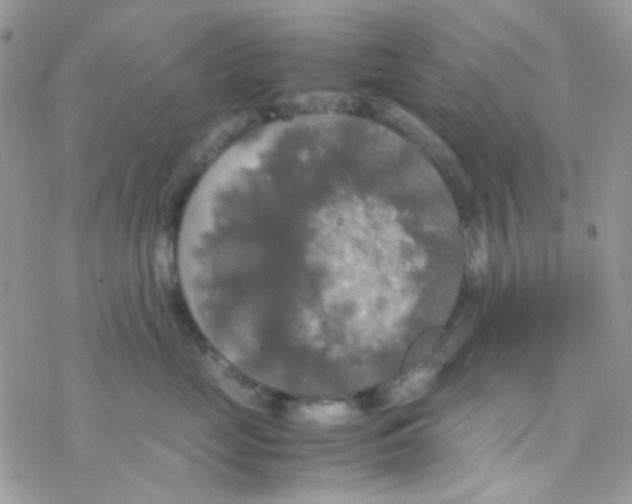 X0000077360669200611171925