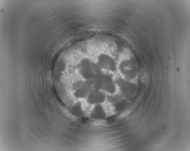 X0000077360670200611171925