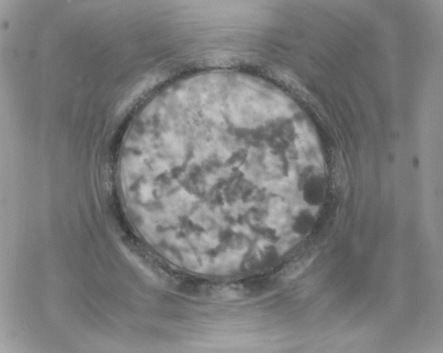 X0000077360683200611171924