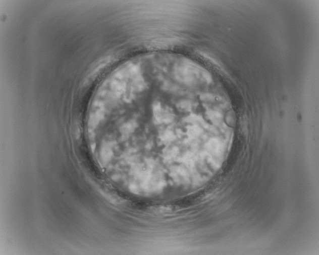 X0000077360687200611171924