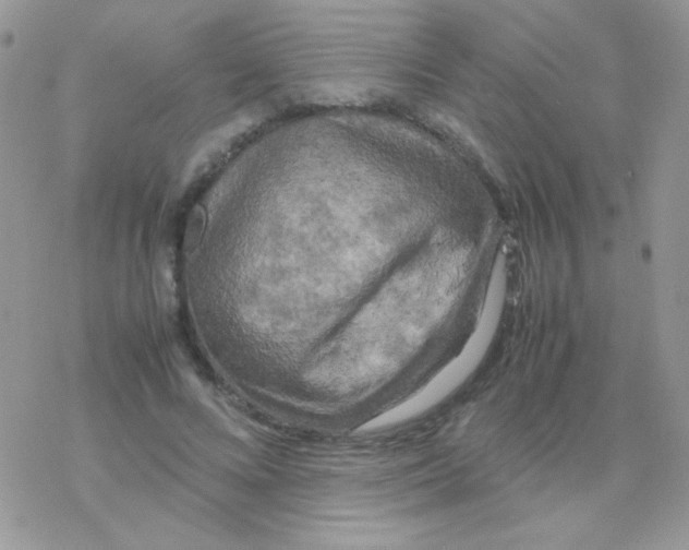 X0000077360688200611171924