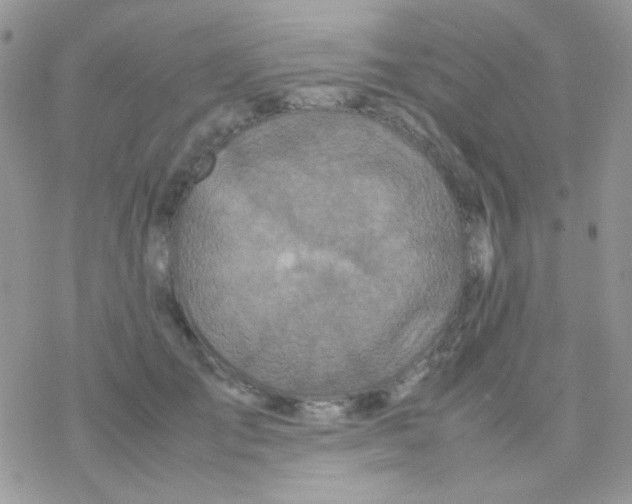 X0000077360701200611171923