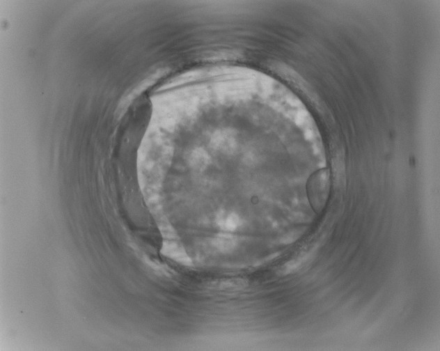 X0000077360721200611171922