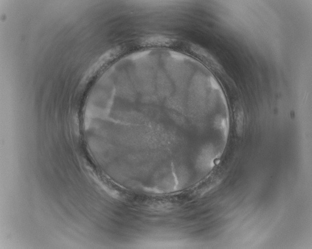 X0000077360729200611171922