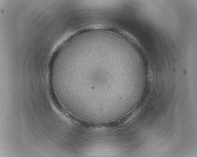 X0000077360730200611171922