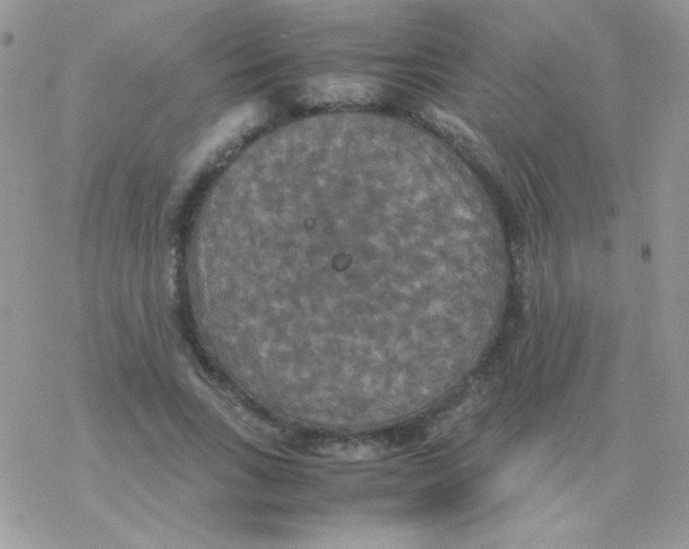 X0000077360735200611171922