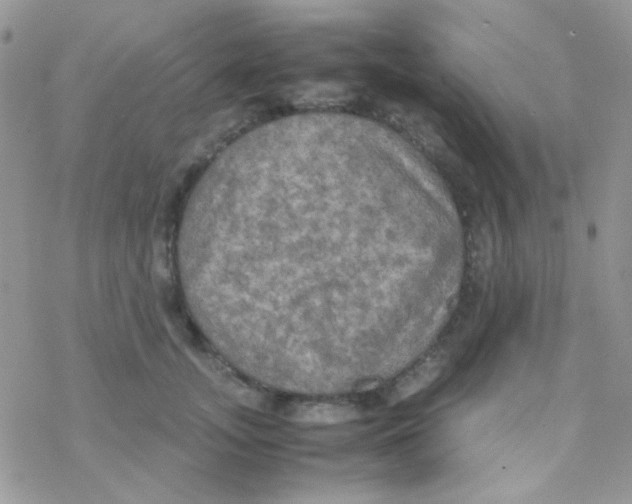 X0000077360755200611171923