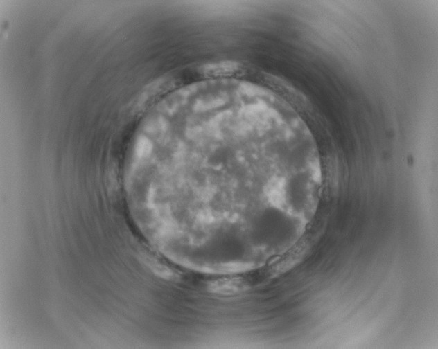 X0000077360761200611171923