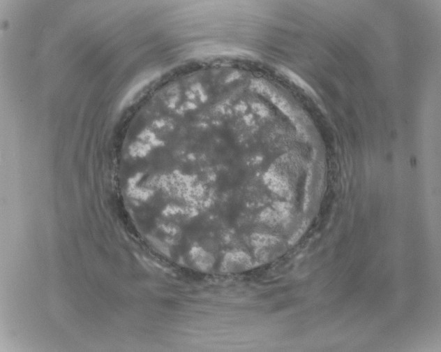 X0000077360775200611171922