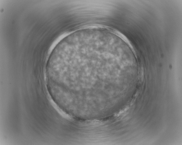 X0000077360811200611171922