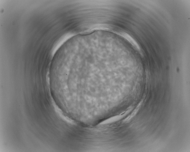 X0000077360814200611171921