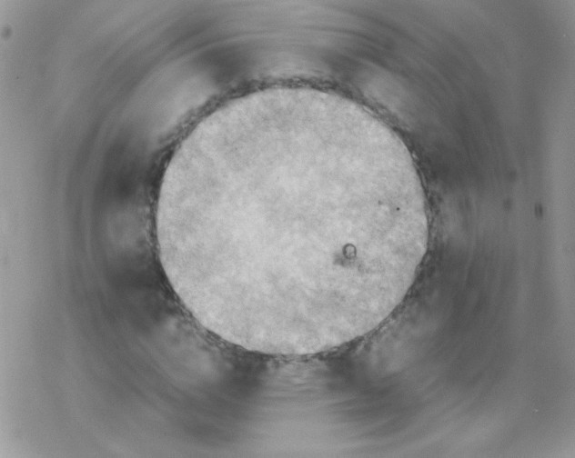 X0000077360824200611171921