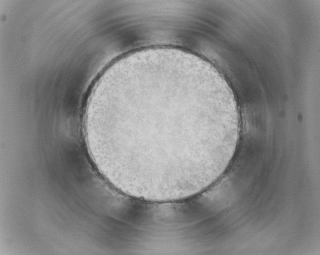 X0000077360828200611171921