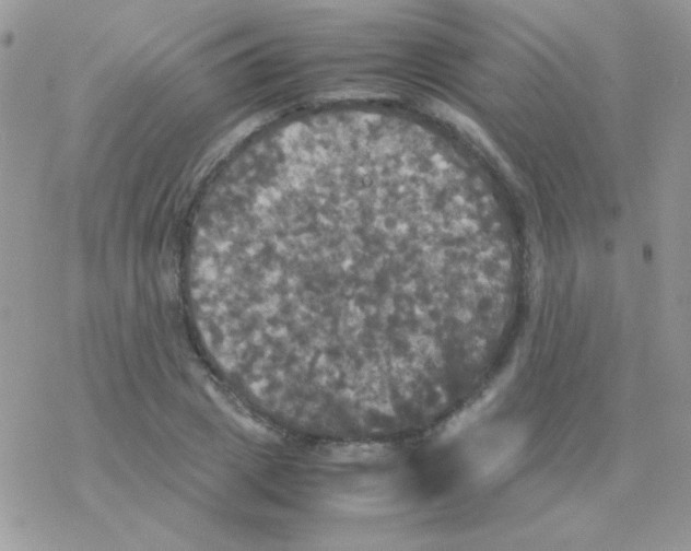 X0000077360833200611171921