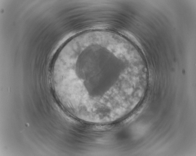 X0000077360835200611171921