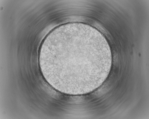 X0000077360836200611171921