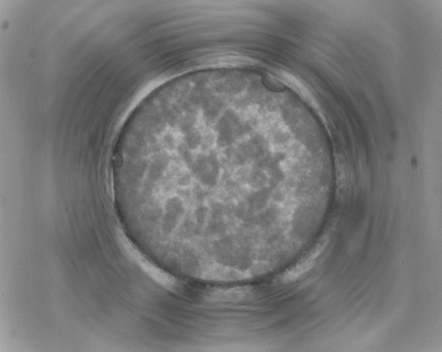 X0000077360843200611171921