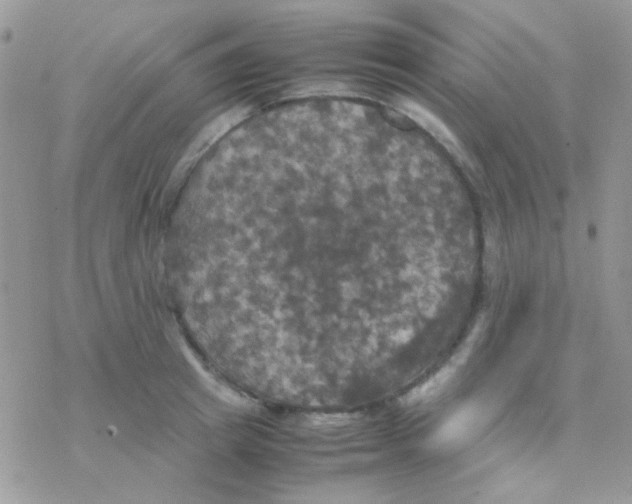 X0000077360849200611171921