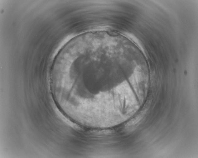 X0000077360851200611171921