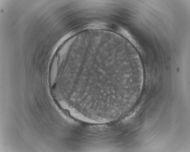 X0000077360853200611171921