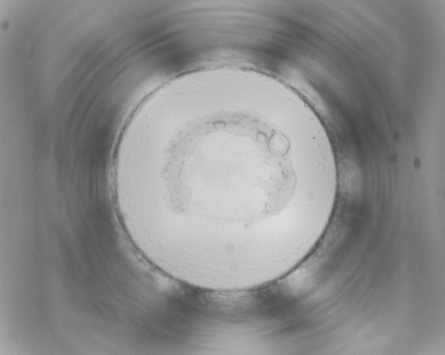 X0000077360856200611171921