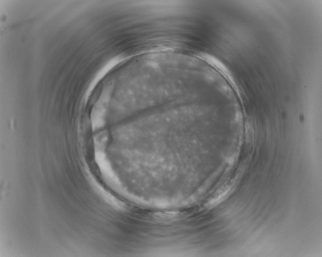 X0000077360859200611171921