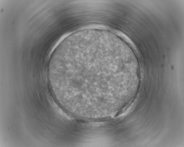 X0000077360860200611171921