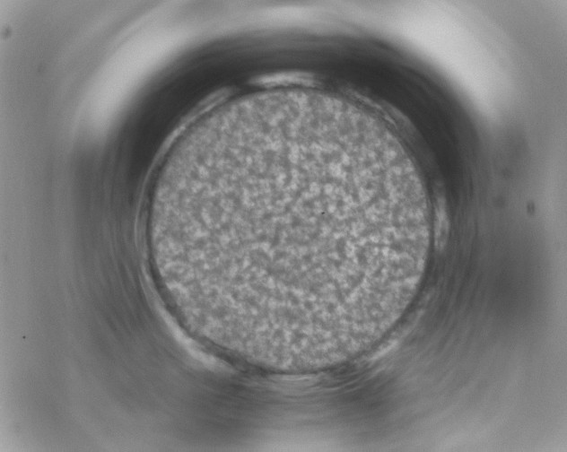 X0000077360861200611171921