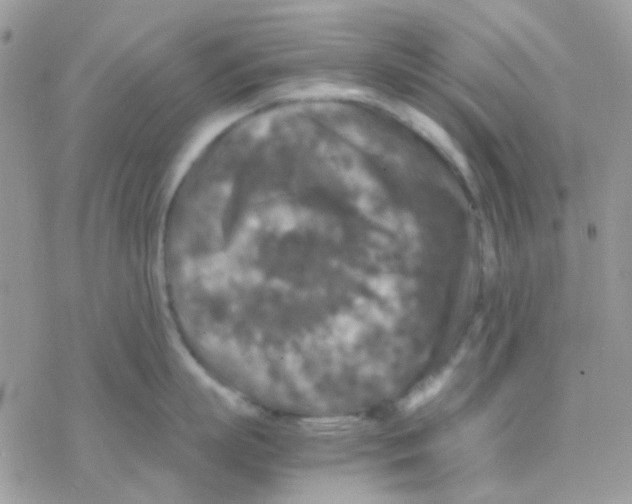 X0000077360863200611171921