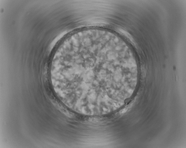 X0000077360875200611171920