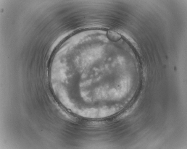 X0000077360933200611171919