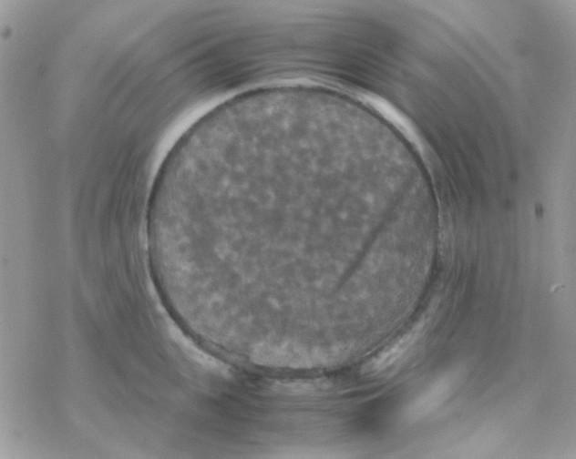 X0000077360951200611171920