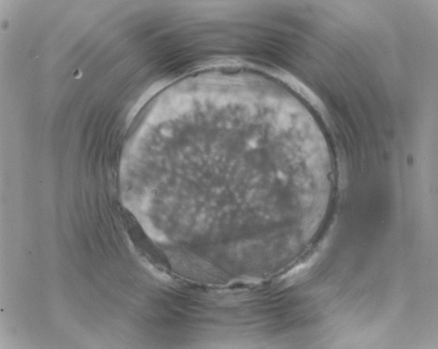 X0000077360953200611171920