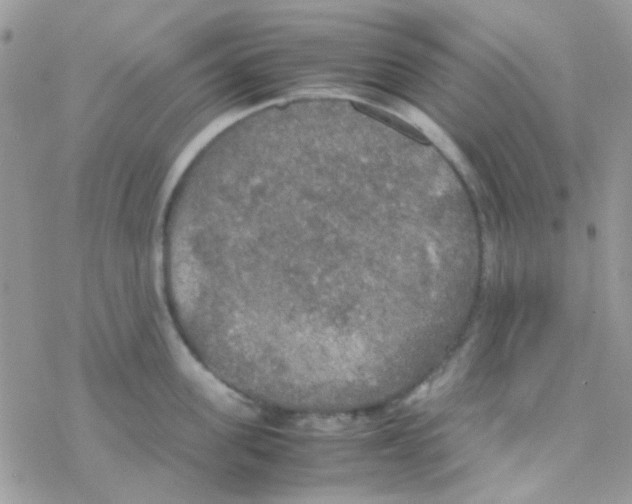 X0000077360955200611171920