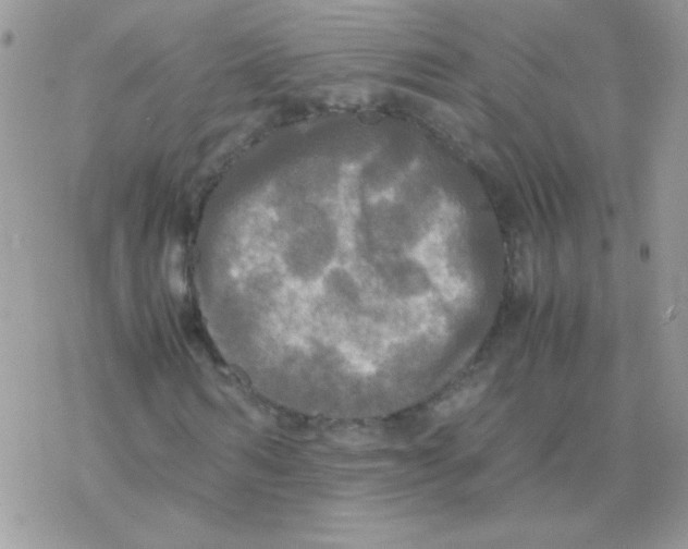 X0000077360962200611171919