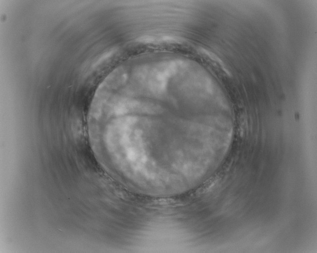 X0000077360966200611171919