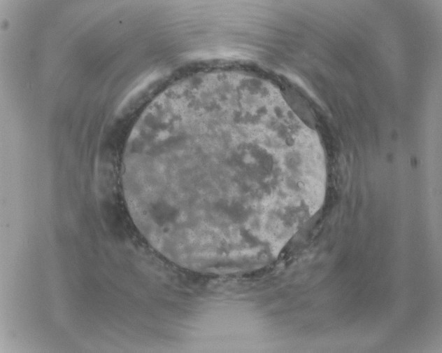 X0000077360967200611171919