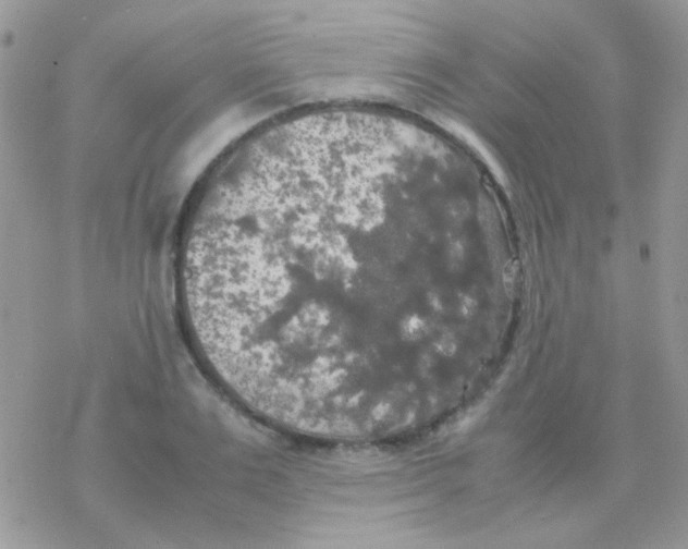 X0000077360983200611171919