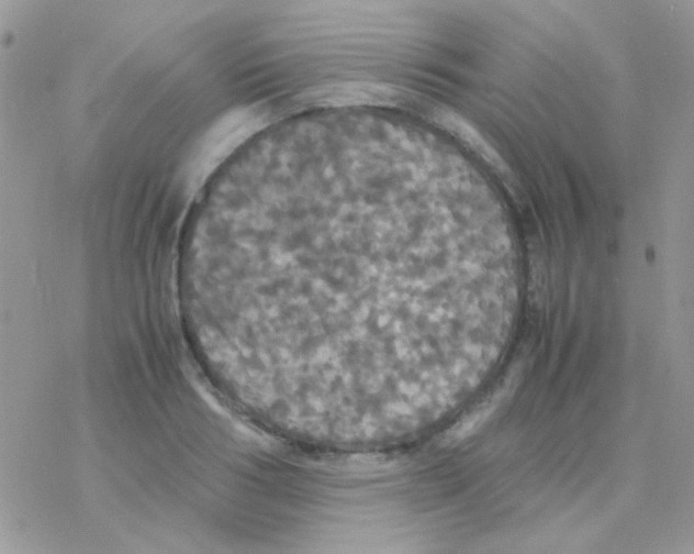 X0000077360986200611171919